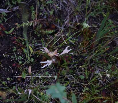 Image of Gray's broomrape