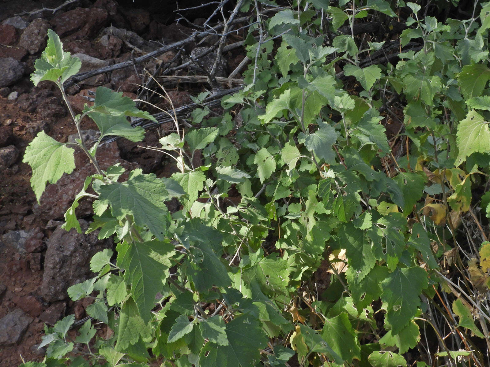 Image of Tucson bur ragweed