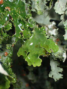 Image of Pseudocyphellaria multifida (Nyl.) D. J. Galloway & P. James