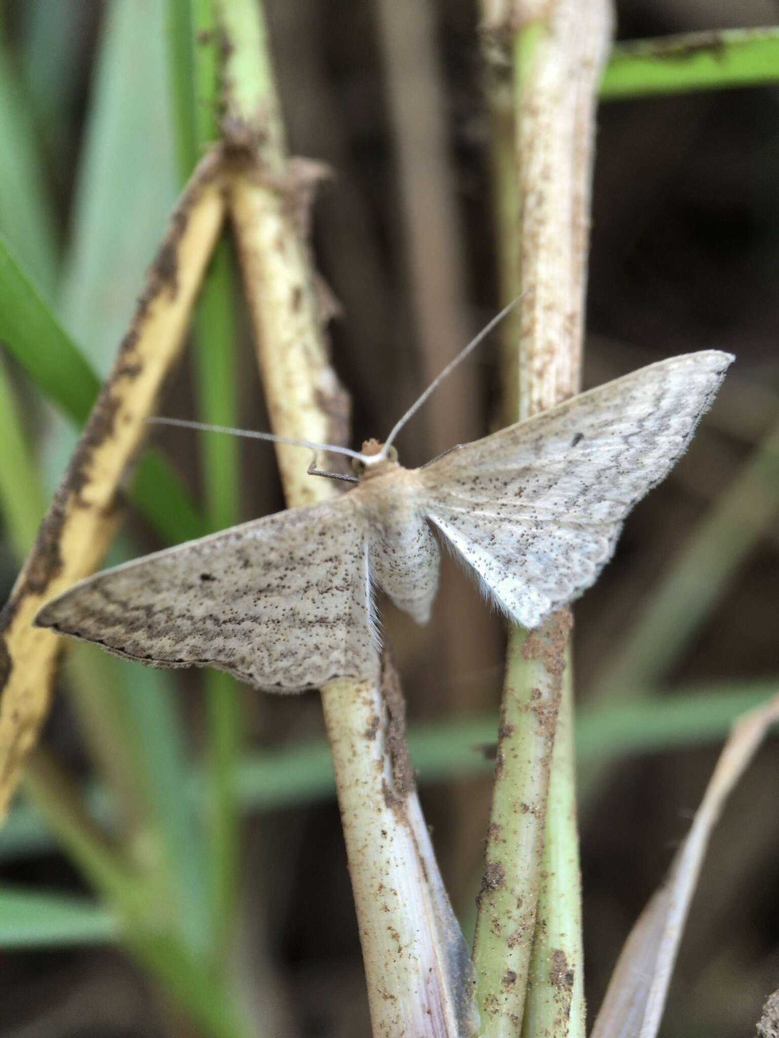 Image of Scopula oppilata Walker 1861