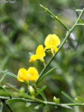 Plancia ëd Genista fasselata Decne.