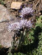 Image of Jasione crispa subsp. amethystina (Lag. & Rodr.) Tutin