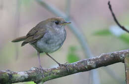 Image of Ruddy-capped Nightingale-Thrush