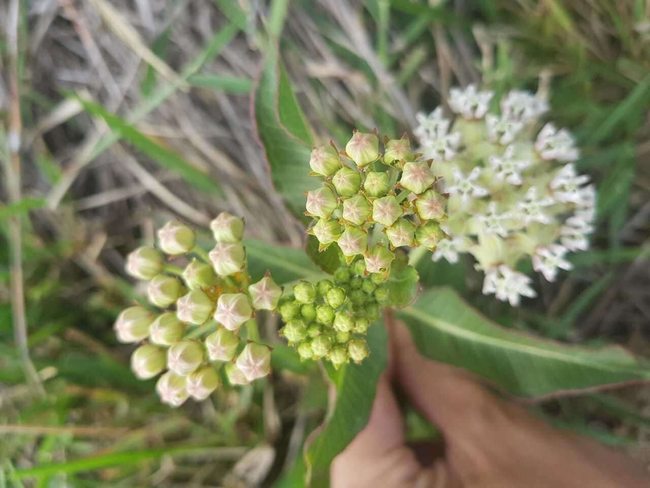 Image of Asclepias mellodora St. Hil.