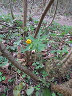 Image de Ranunculus cassubicus L.