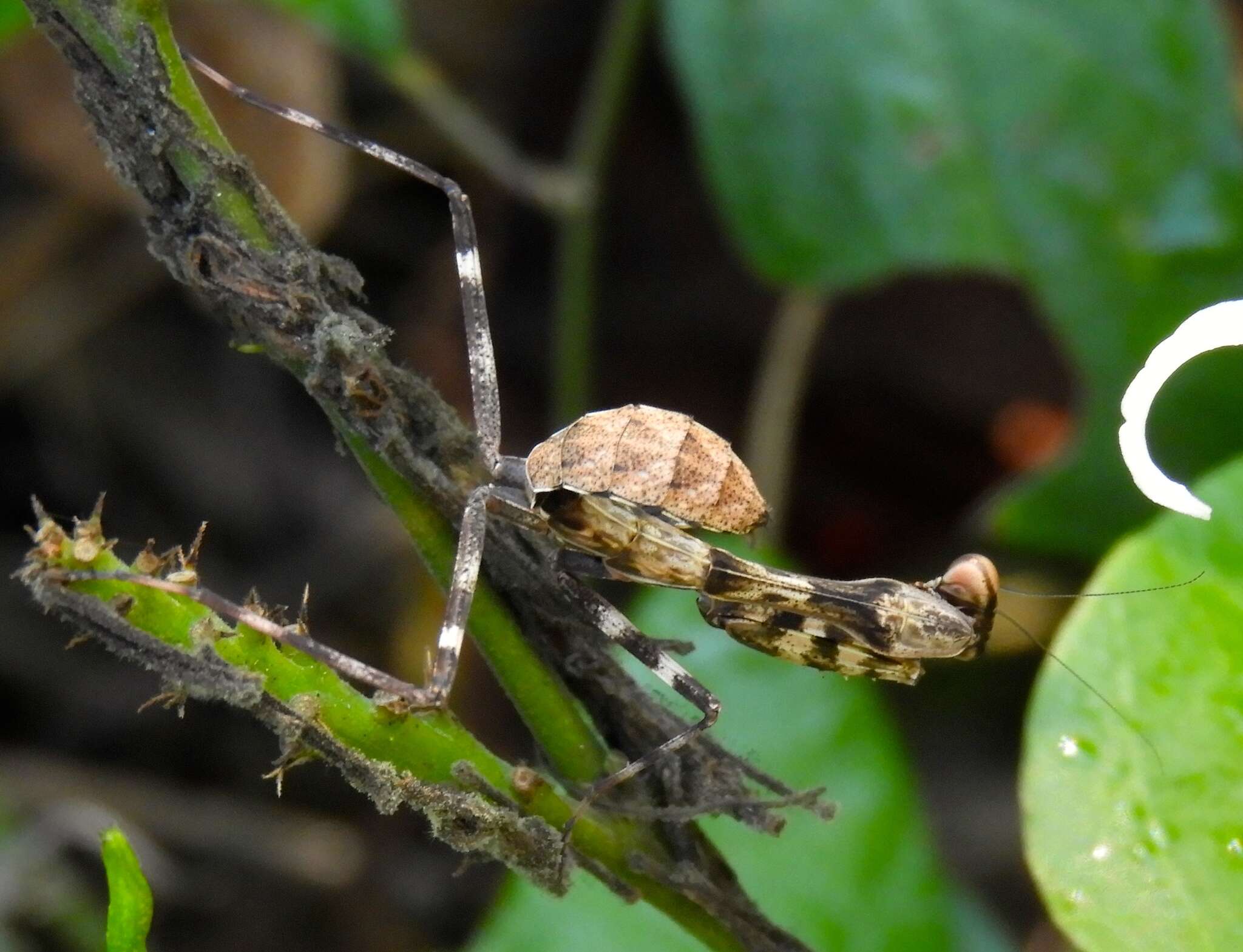 Image of California Mantis