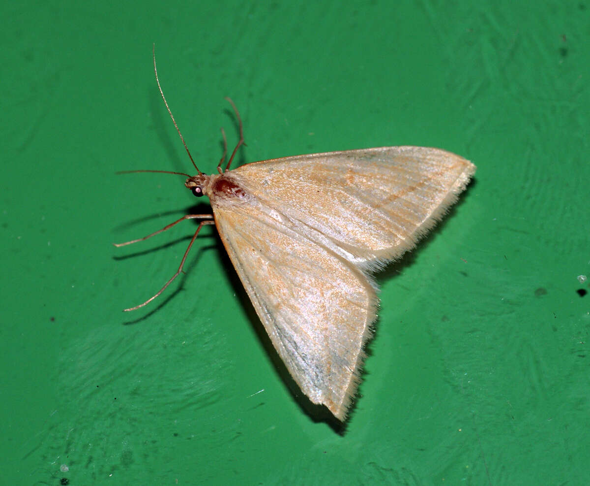 Слика од Rhodometra sacraria Linnaeus 1767