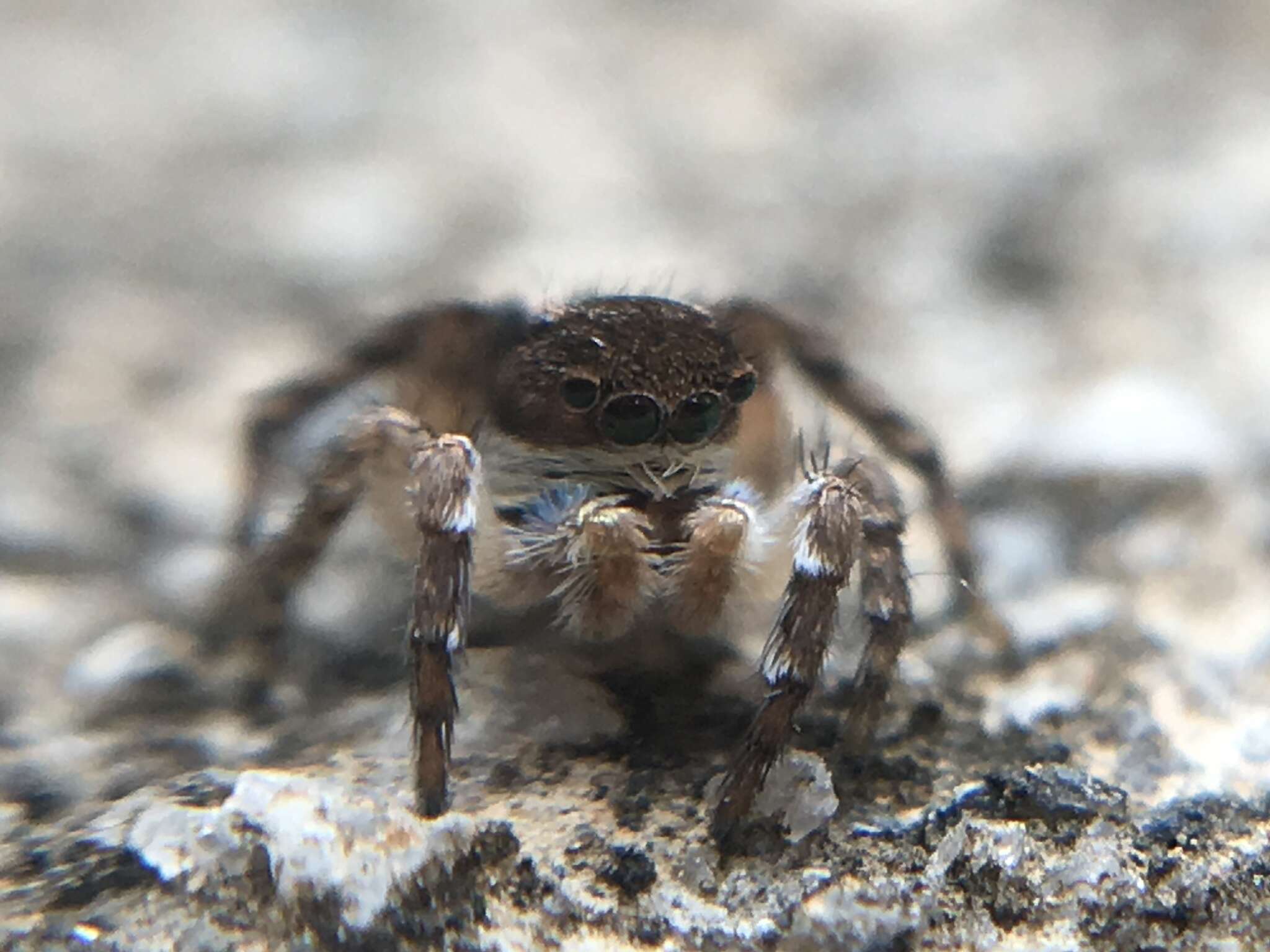 Imagem de Aelurillus madagascariensis Azarkina 2009