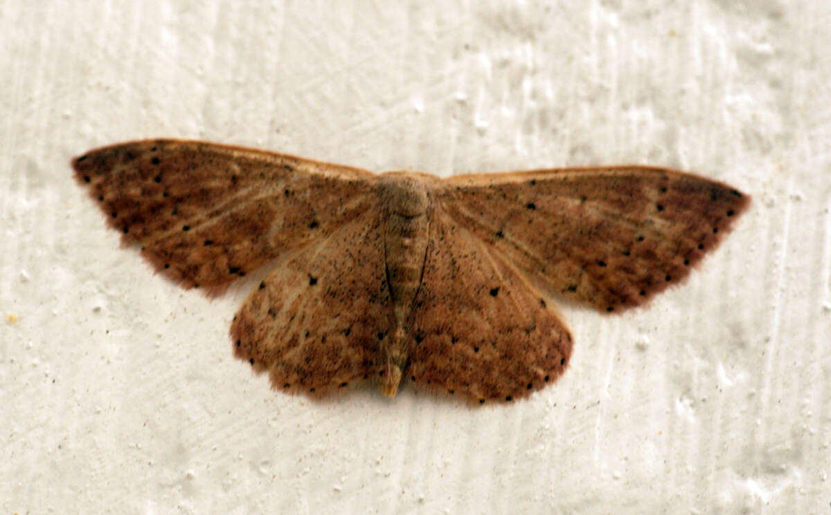 Image of Idaea eugeniata Millière 1872