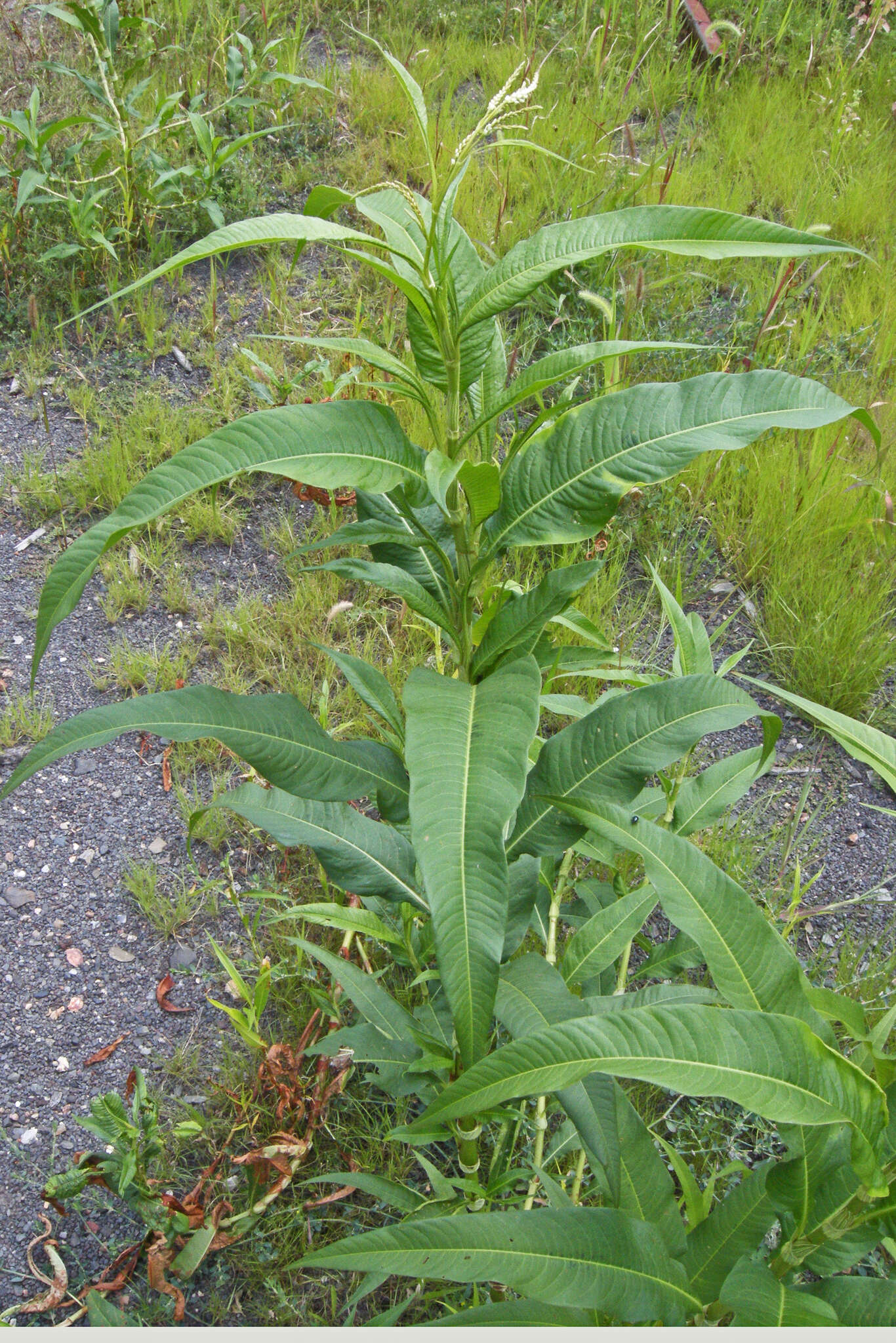 Image of Dock-Leaf Smartweed