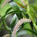 Plancia ëd Pinalia multiflora (Blume) Kuntze