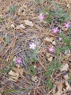 Image of Big Bear Valley phlox