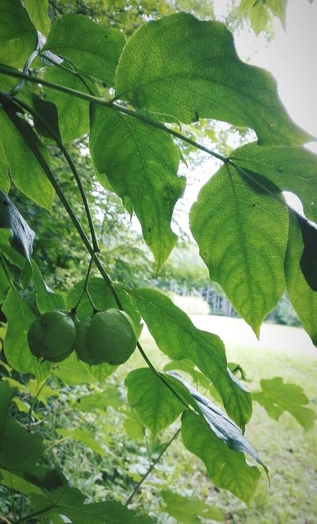 Imagem de Staphylea pinnata L.