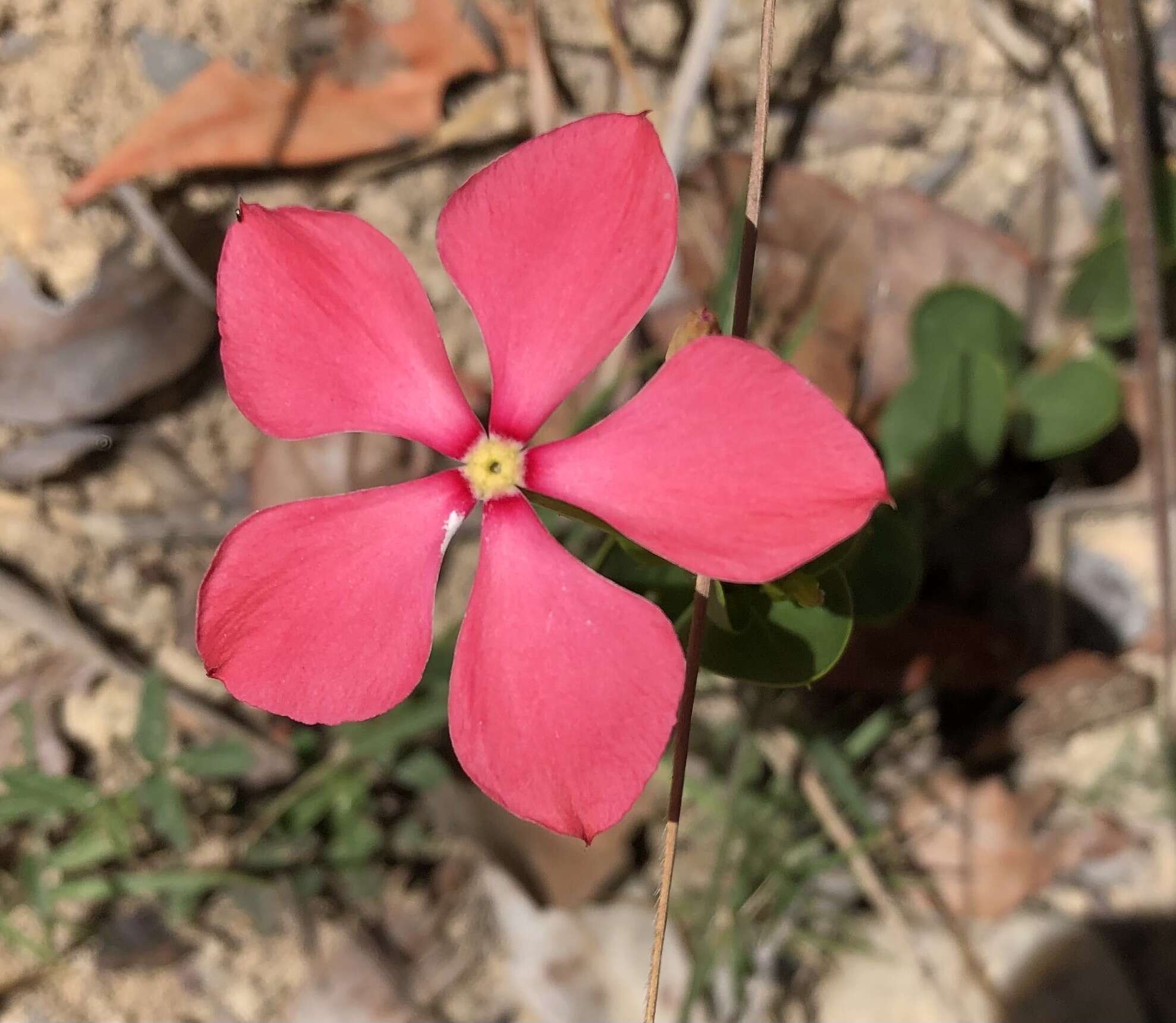 Image de Catharanthus ovalis subsp. grandiflorus Markgr.