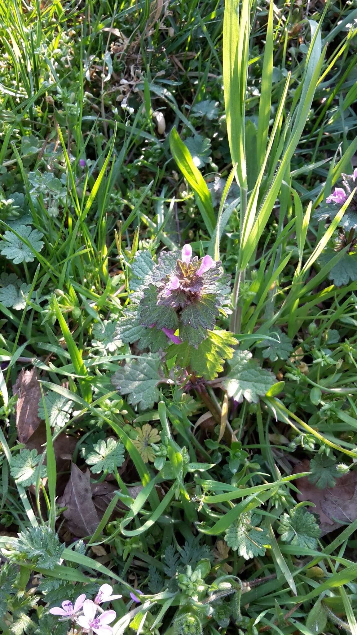 Image of Lamium confertum Fr.