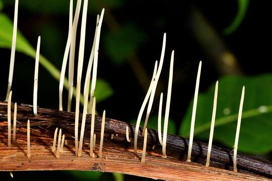 صورة Macrotyphula defibulata R. H. Petersen 1988