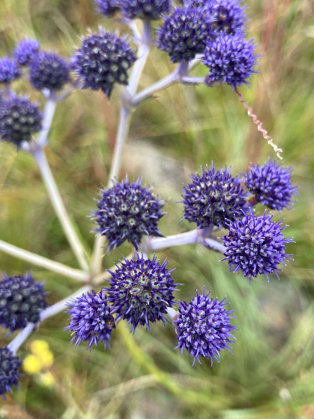 Image of Eryngium junceum Cham. & Schltdl.