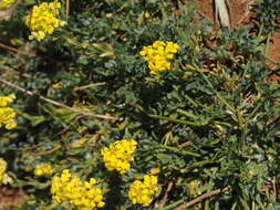 Image of Barbarea vulgaris var. brachycarpa