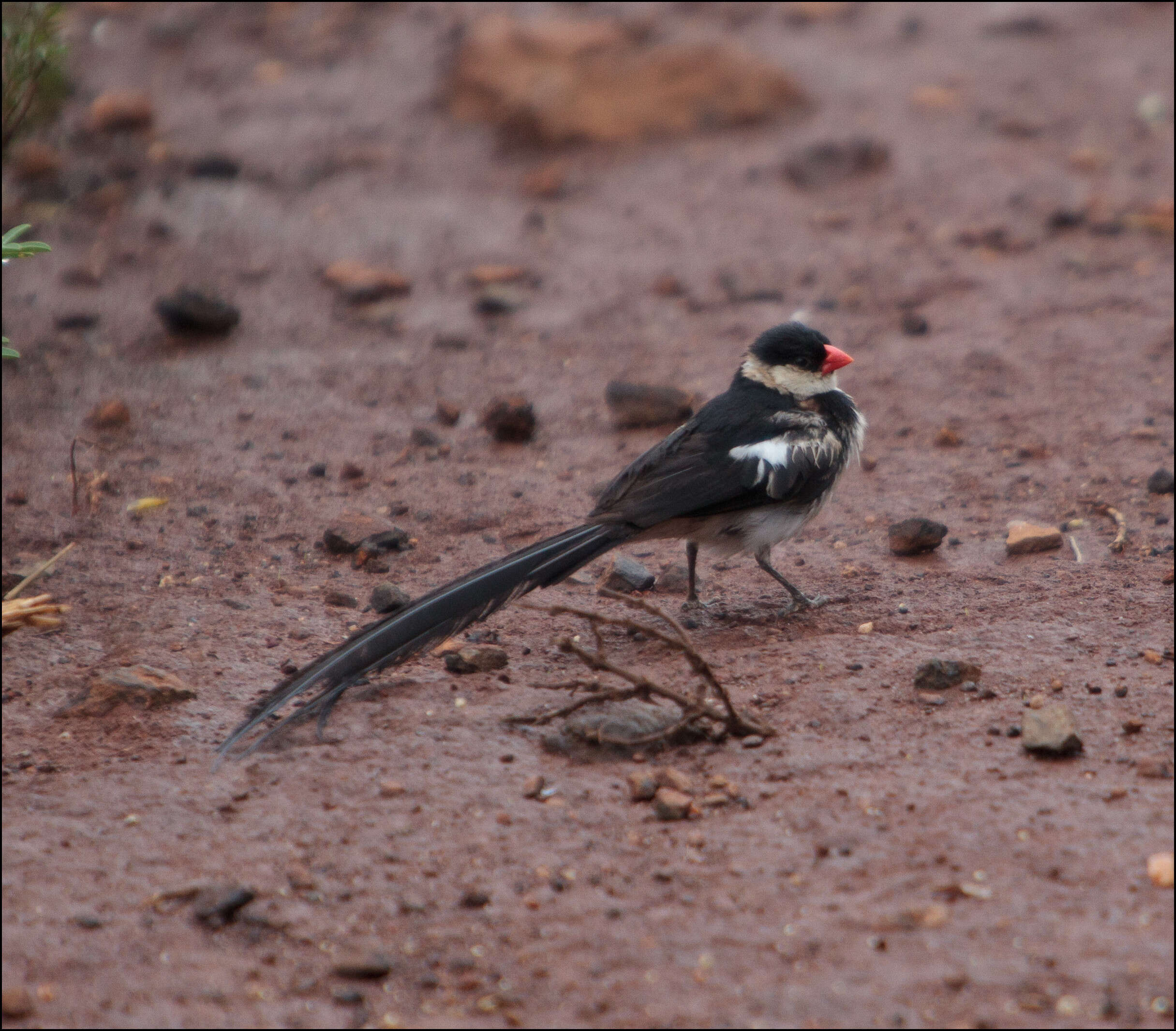 Image of Pin-tailed Whydah