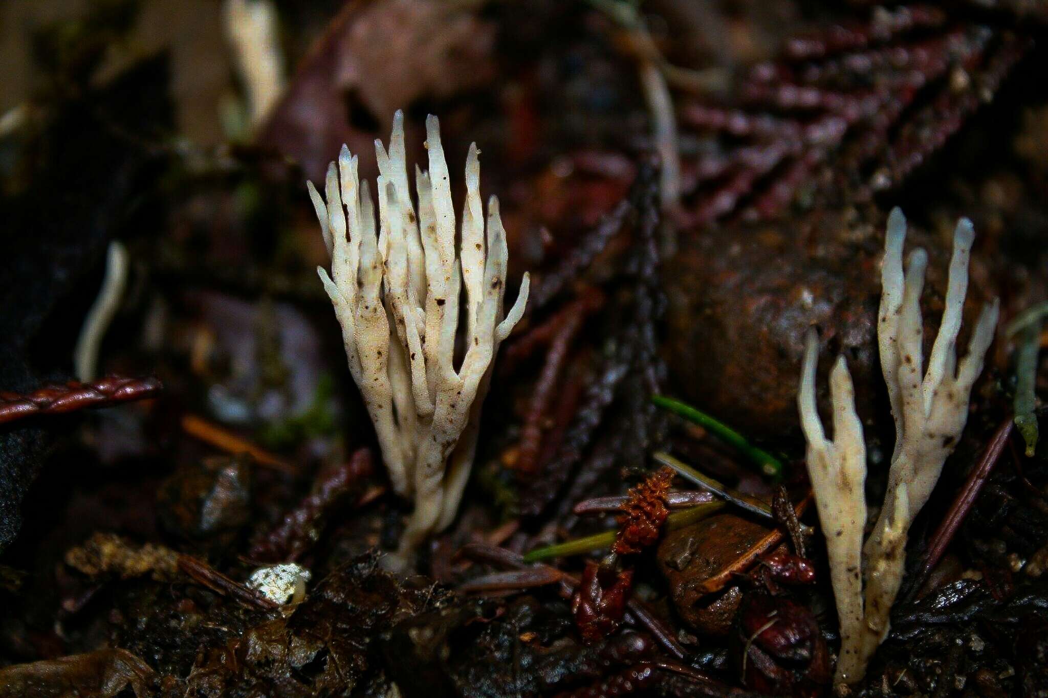 Image of Tremellodendropsidales