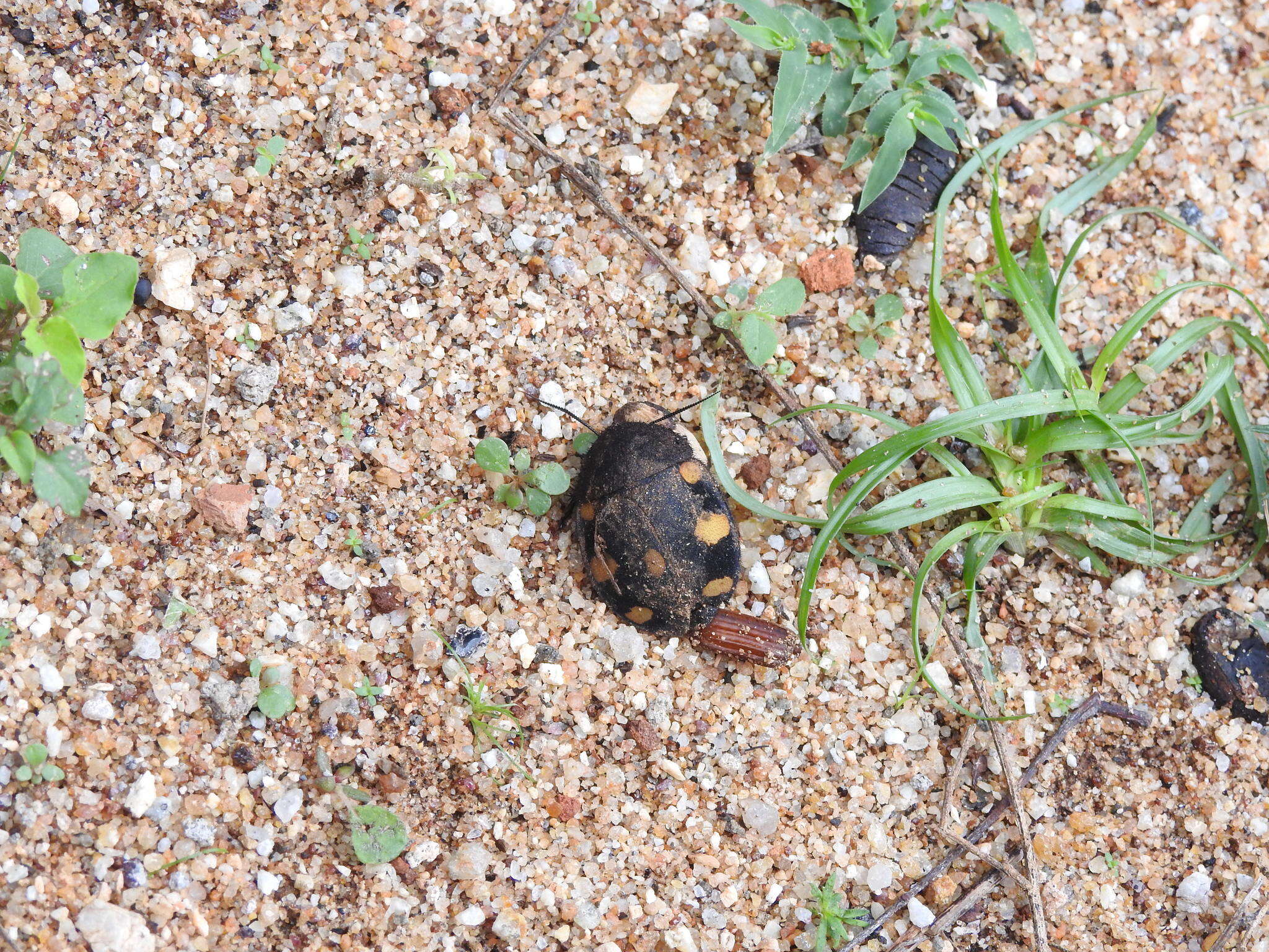 Image of Therea regularis Grandcolas 1993