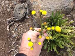 Image of Senecio schweinfurthii O. Hoffm