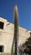 Image of Silvery agave