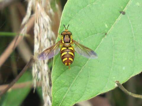 صورة Chrysotoxum testaceum Sack 1913