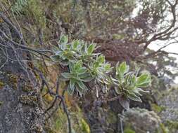 Image of Helichrysum heliotropifolium (Lam.) DC.