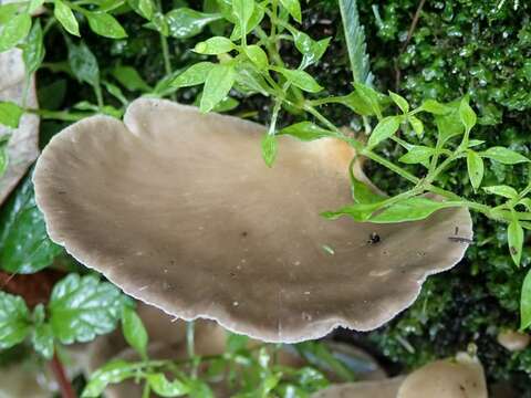 Image of Pleurotus purpureo-olivaceus (G. Stev.) Segedin, P. K. Buchanan & J. P. Wilkie 1995