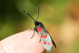 Image of six-spot burnet