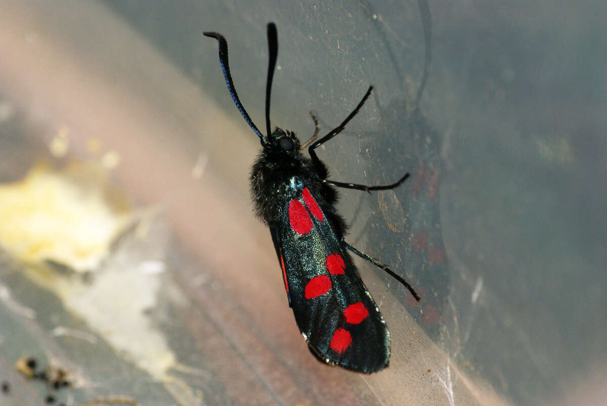 Image of six-spot burnet