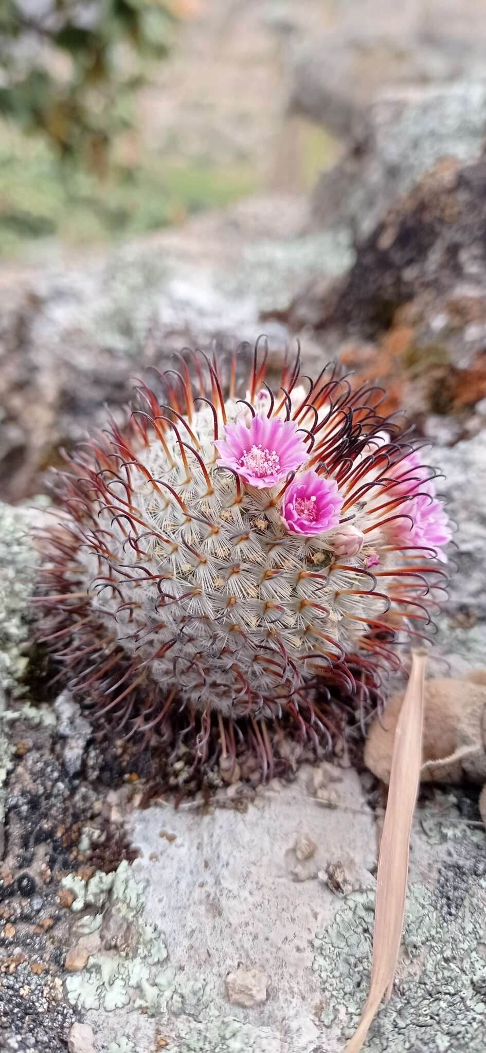 Image de Mammillaria bombycina subsp. perezdelarosae (Bravo & Scheinvar) D. R. Hunt