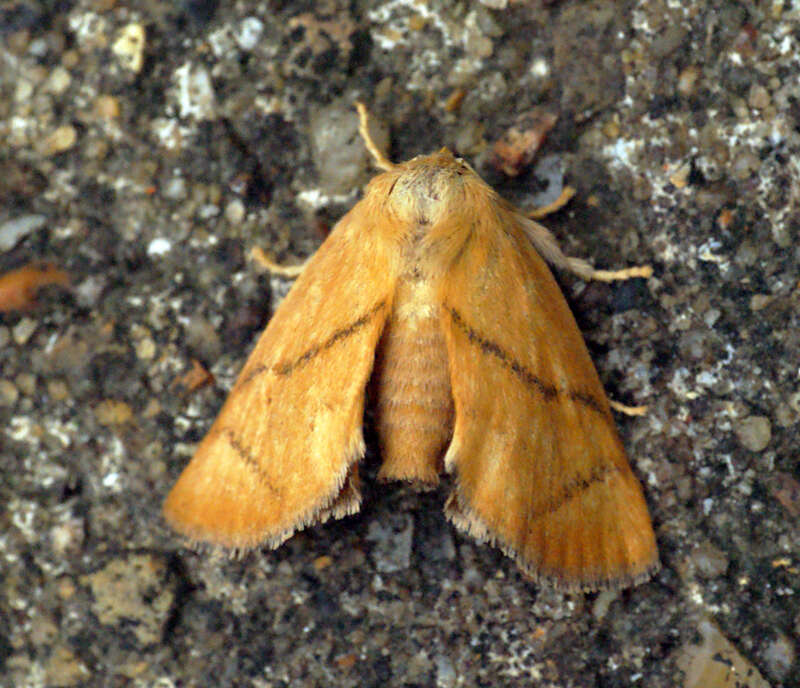 Image of Apoda limacodes