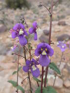 Image of Diascia alonsooides Benth.