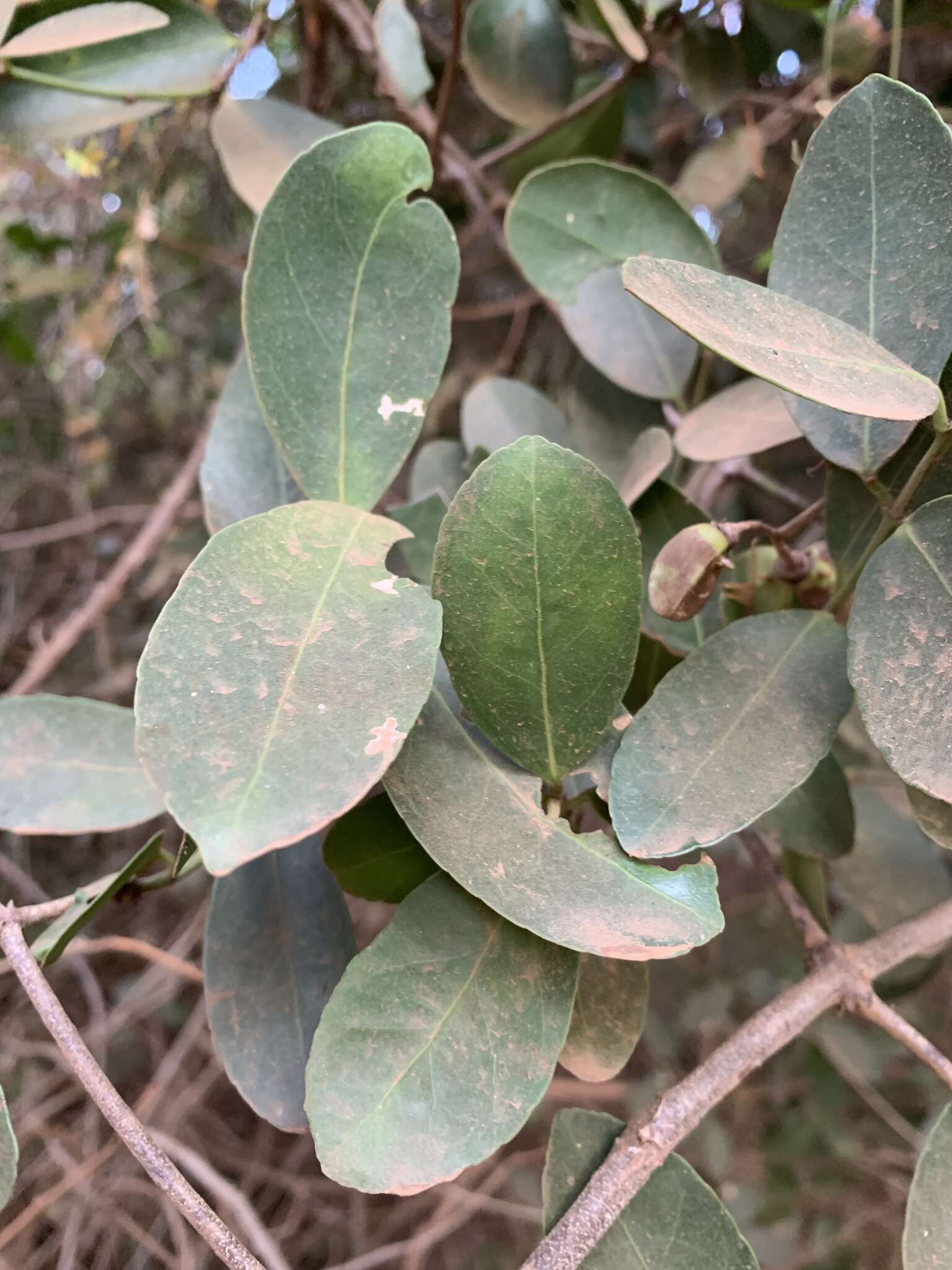 Image de Loeseneriella africana var. richardiana (Cambess. ex St.-Hil.) N. Hallé