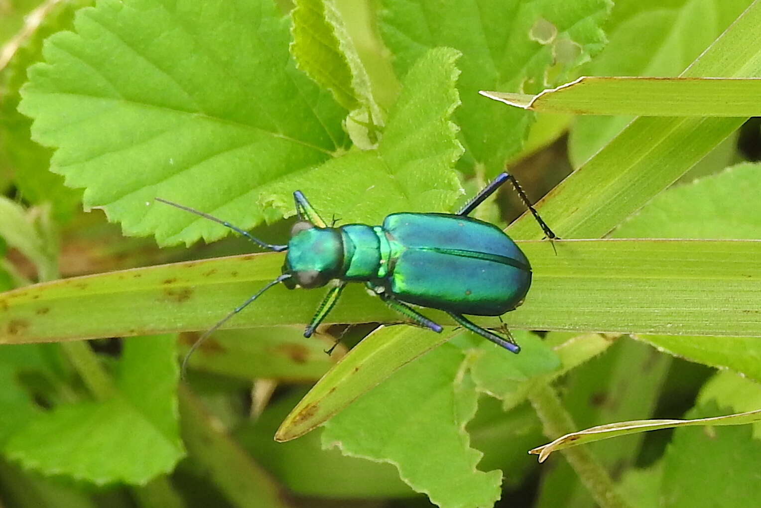 Image of Cicindela (Calochroa) whithillii (Hope 1838)