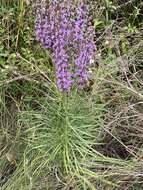 صورة Liatris spicata var. savannensis (Kral & G. L. Nesom) D. B. Ward