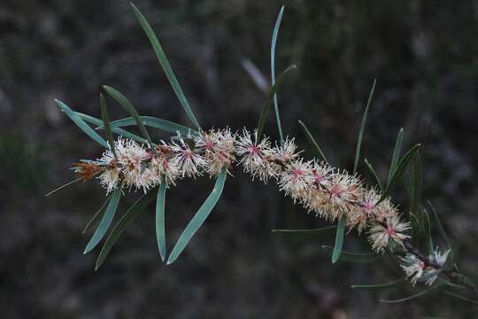 Imagem de Hakea laevipes subsp. laevipes