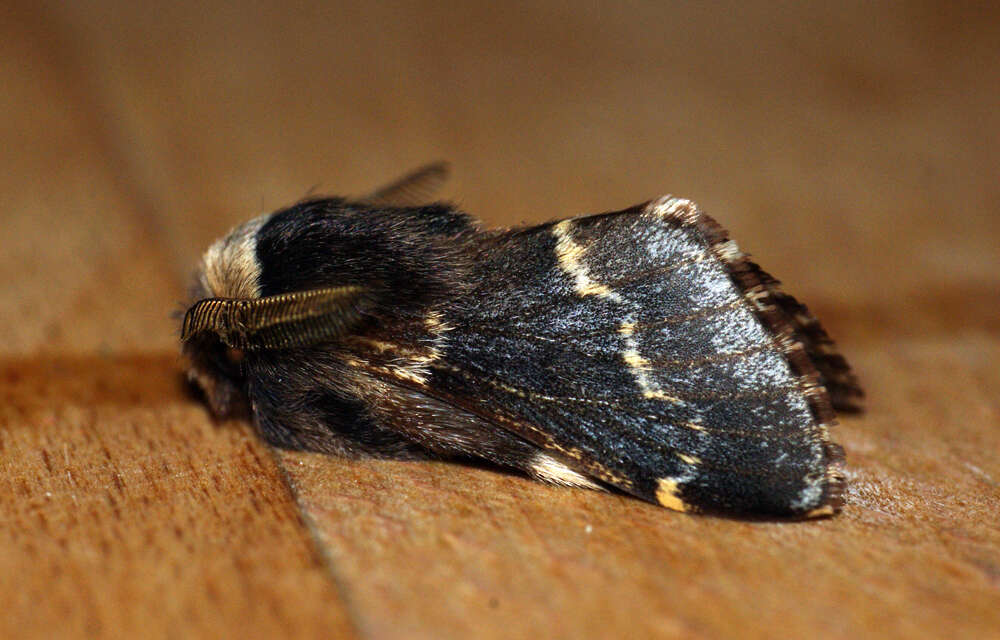 Image de Poecilocampa