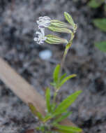 Image of <i>Silene aethiopica</i>