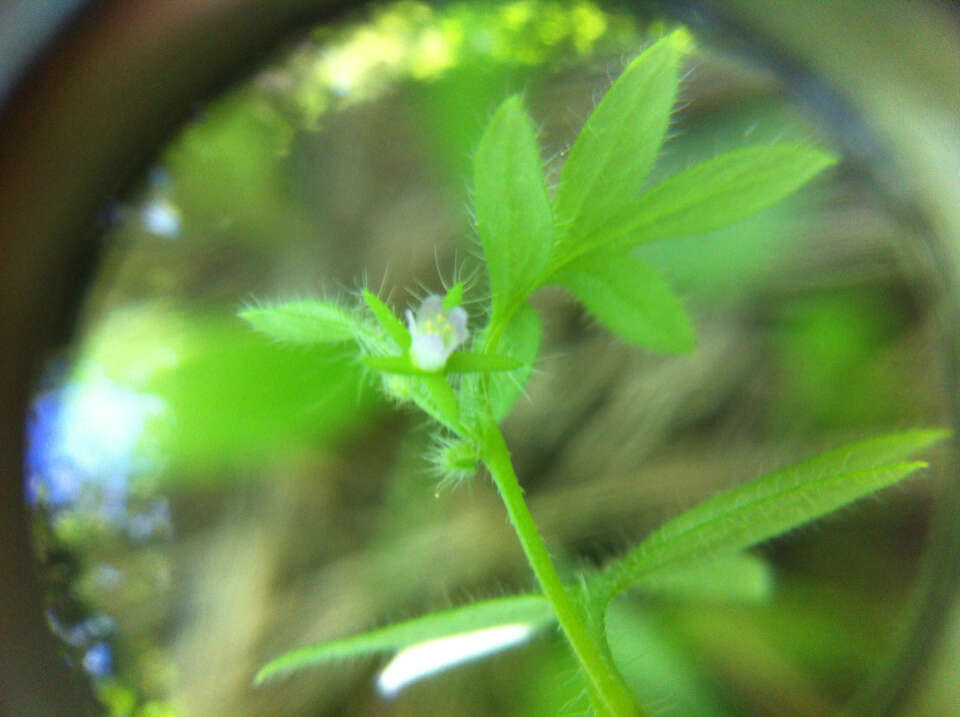 Nemophila breviflora A. Gray resmi