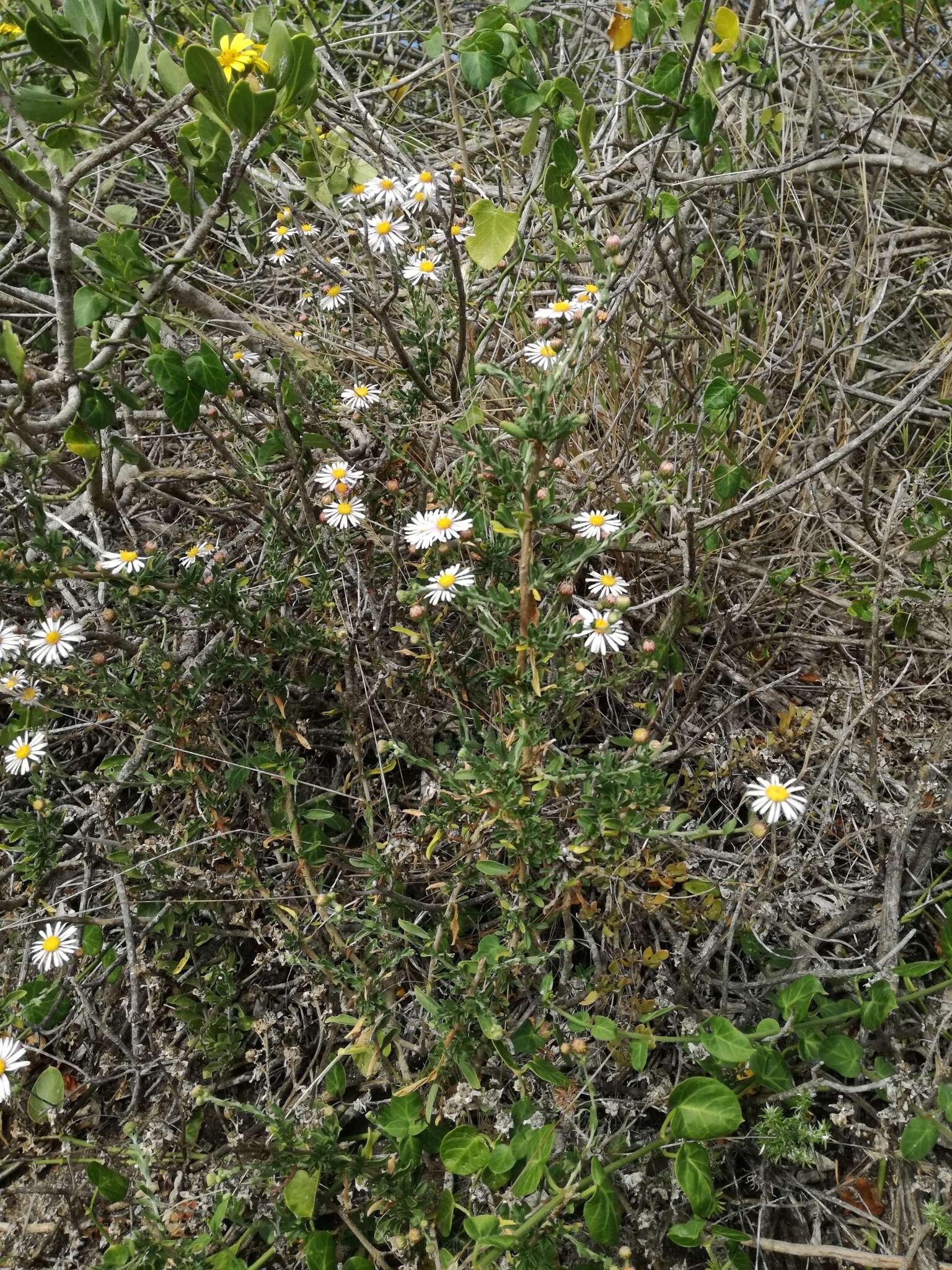 Image of Felicia erigeroides DC.