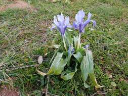 Imagem de Iris planifolia (Mill.) T. Durand & Schinz