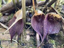 Imagem de Masdevallia angulata Rchb. fil.