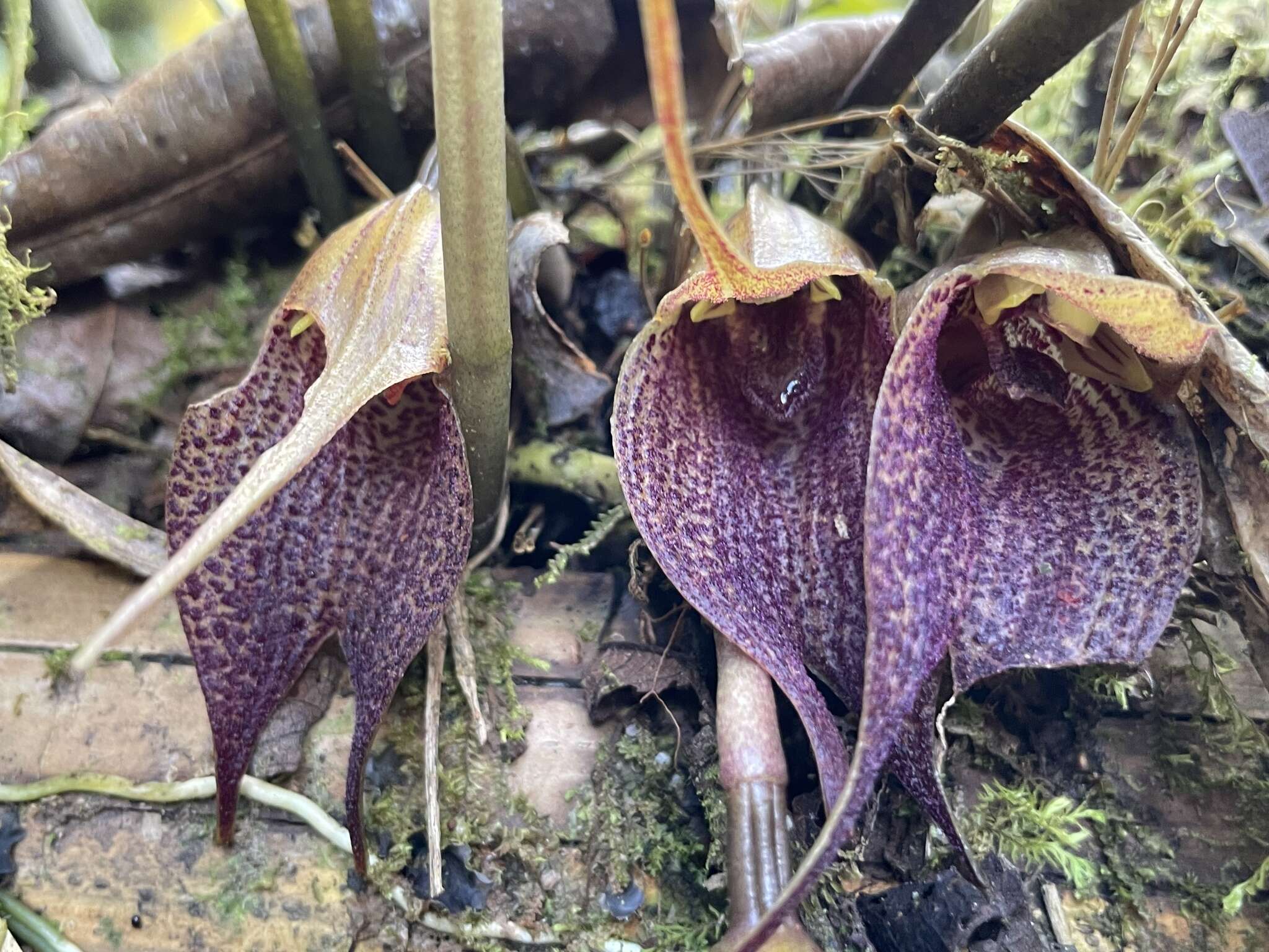 Imagem de Masdevallia angulata Rchb. fil.