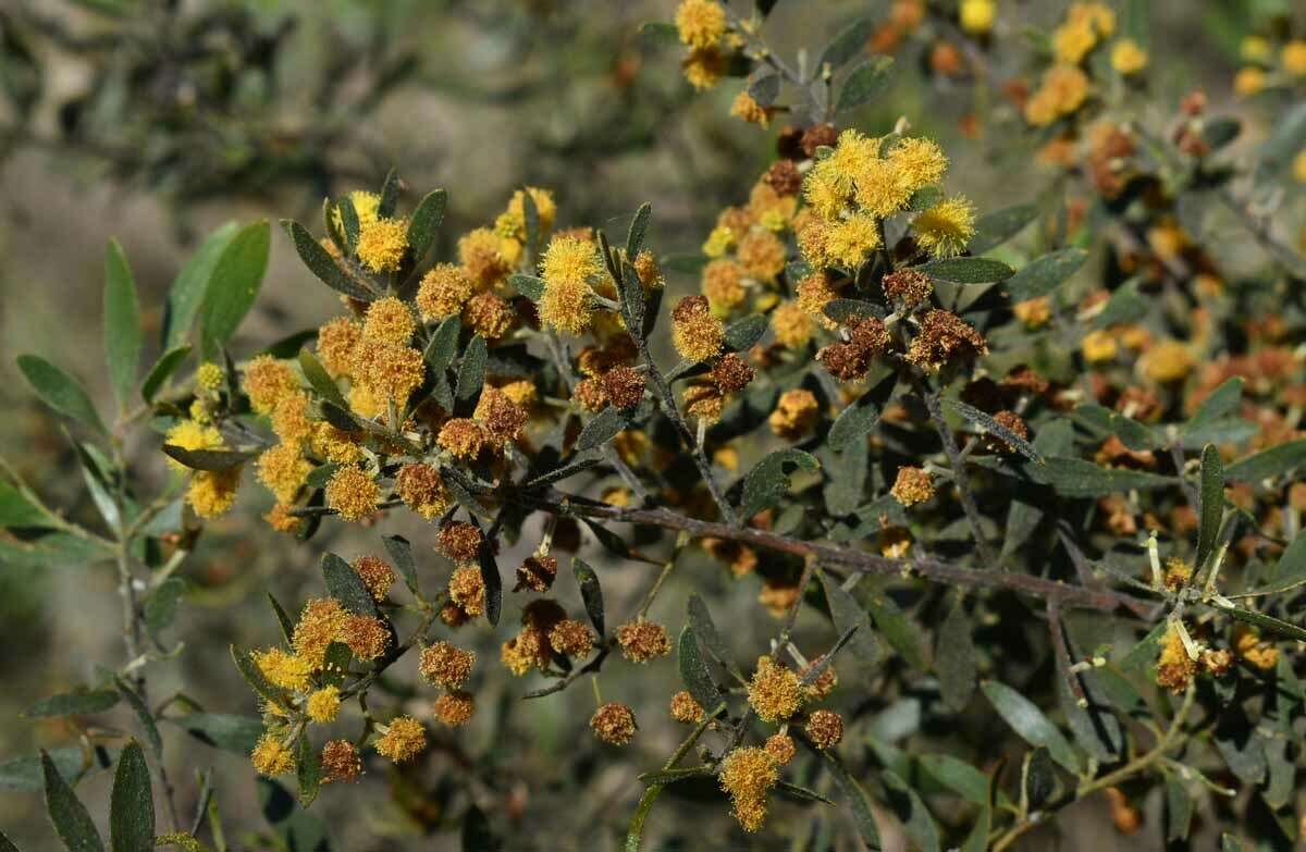 Image of Acacia ixiophylla Benth.