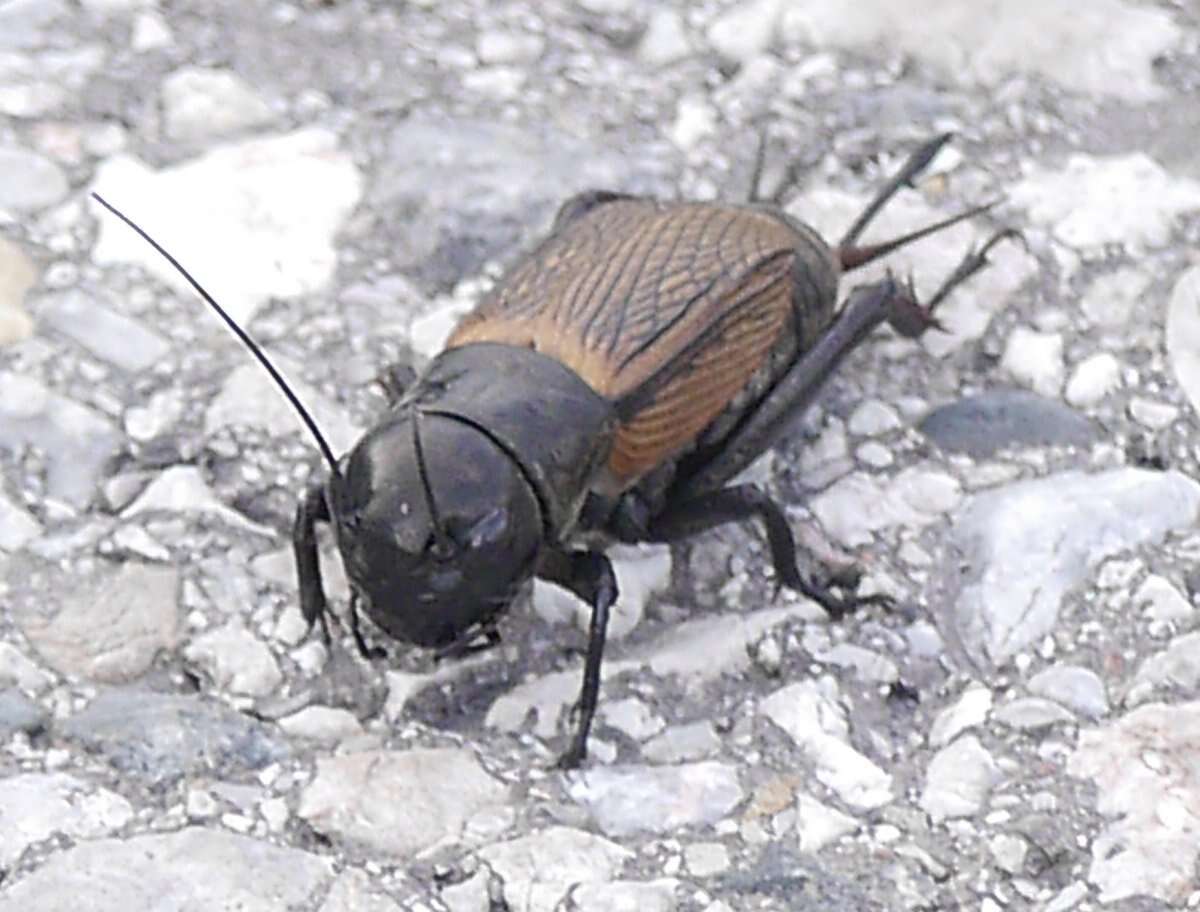 Image of Field cricket