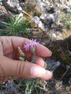 Image de <i>Centaurea comperana</i>