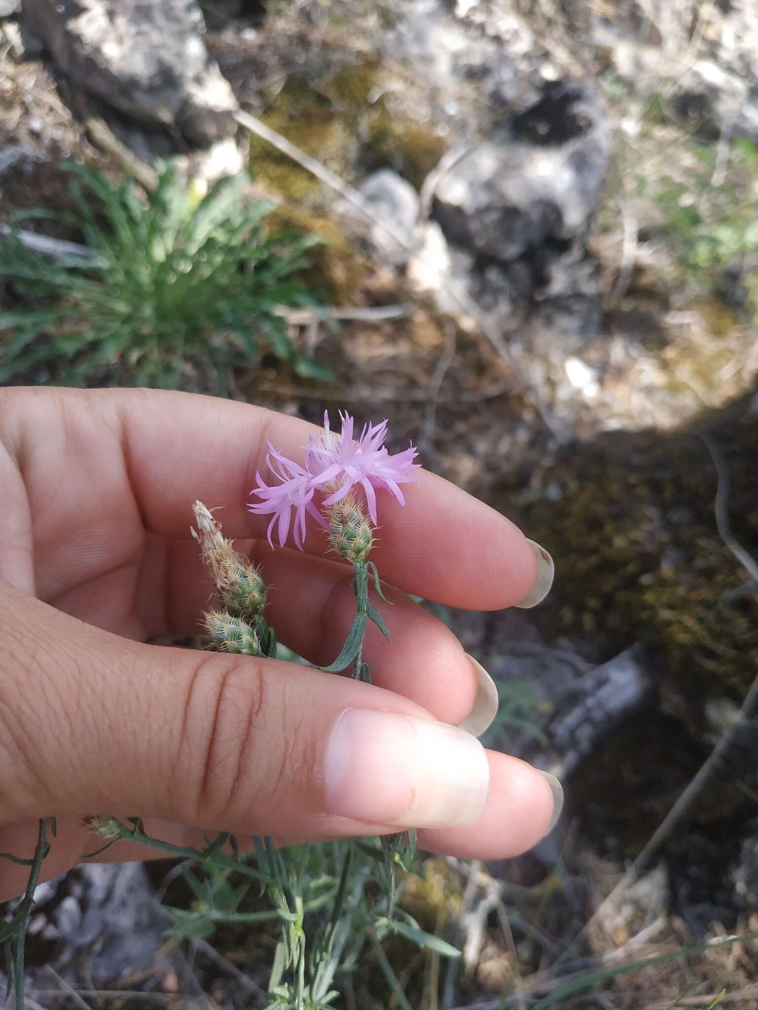 Image of <i>Centaurea comperana</i>